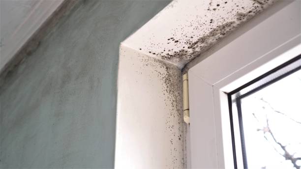 Best Emergency Mold Removal  in Walford, IA