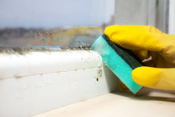 Attic Mold Removal in Walford, IA