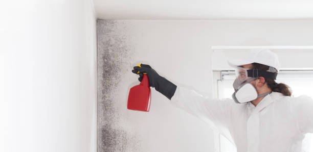 Best Office Mold Removal Services  in Walford, IA