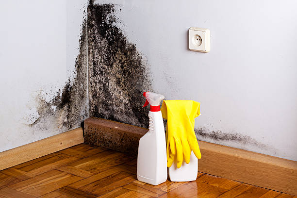 Best Professional Mold Removal  in Walford, IA