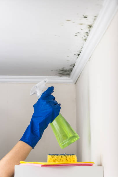 Best Local Mold Removal Service  in Walford, IA