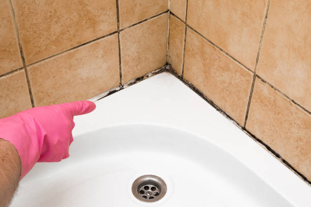 Best Certified Mold Removal  in Walford, IA